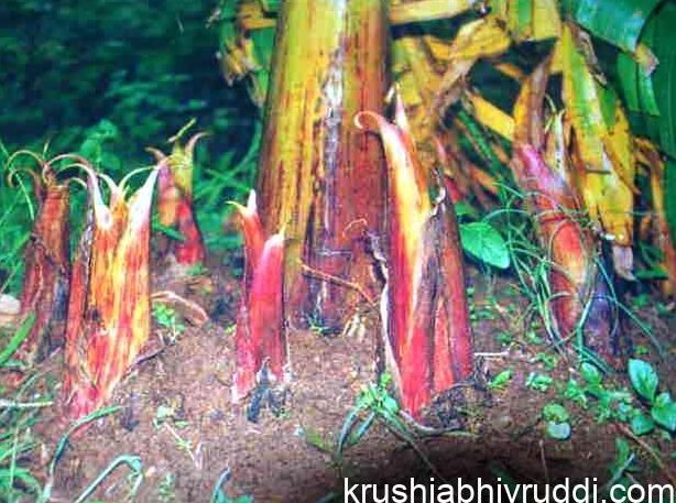 ಬಾಳೆಯ ನಂಜಾಣು ರೋಗ