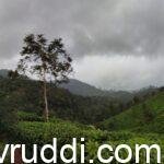 ತೋಟಗಾರಿಕೆ ಮತ್ತು ಪ್ಲಾಂಟೇಶನ್ ಬೆಳೆಗಳು