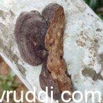 ಅಣಬೆ ರೋಗದ ಅಂತಿಮ ಚಿನ್ಹೆ