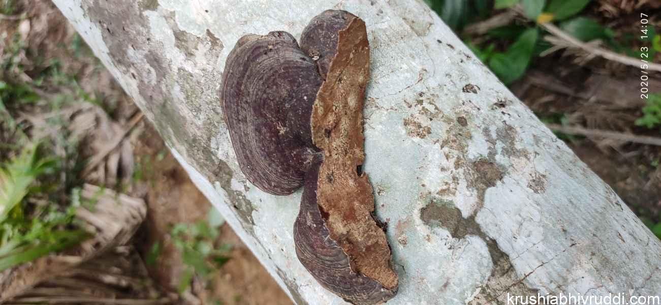 ಅಣಬೆ ರೋಗದ ಅಂತಿಮ ಚಿನ್ಹೆ