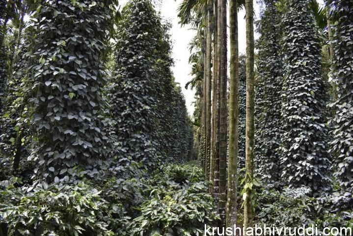 2600 plants in one acre