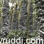 ಅಮಾನುಲ್ಲಾ ಅವರ ತೋಟ