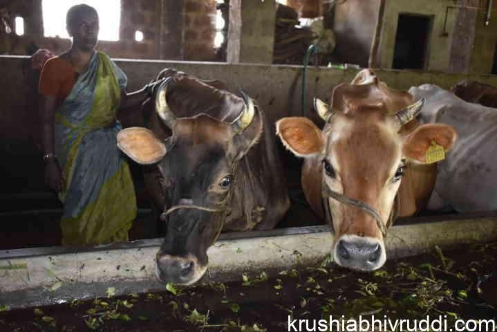 Dairy cows