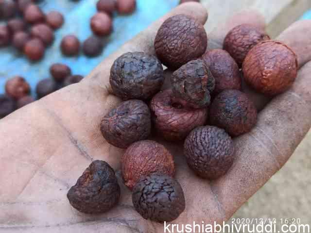 ಕೆಂಫು ಅಡಿಕೆ 11
