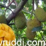 ವಿಯೆಟ್ನಾಂ ಸೂಪರ್ ಅರ್ಲಿ ತಳಿಯ ಕಾಯಿ ಹಲಸು ಮತ್ತು ಹಣ್ಣು