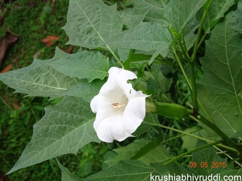 ಪ್ರತೀ ಮನೆಯಲ್ಲೂ ಇರಬೇಕಾದ ಔಷಧೀಯ ಸಸ್ಯ.