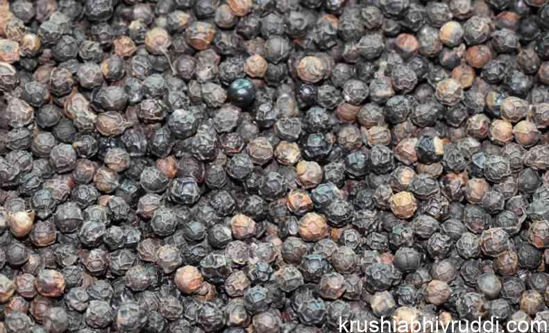 ಕರಿಮೆಣಸು ಉತ್ತಮ ಕ್ವಾಲಿಟಿ