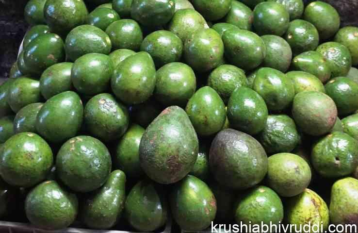 ಬಟರ್ ಫ್ರೂಟ್ ಸ್ಥಳೀಯ