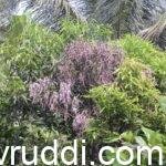 ಮಾವಿನ ಮರ ಕಾಂಡ ಕೊರಕಕ್ಕೆ ಬಲಿ