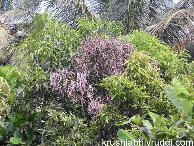 ಮಾವಿನ ಮರ ಕಾಂಡ ಕೊರಕಕ್ಕೆ ಬಲಿ