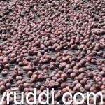 ಆಡಿಕೆ- ರಾಶೀ ಕೆಂಪು