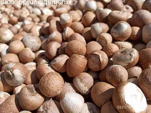 ಚಾಲೀ ಆಡಿಕೆ ಲಾಟ್
