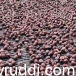 ಕೆಂಪಡಿಕೆ