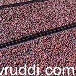 ಅಡಿಕೆ ಧಾರಣೆ 08-11-2021