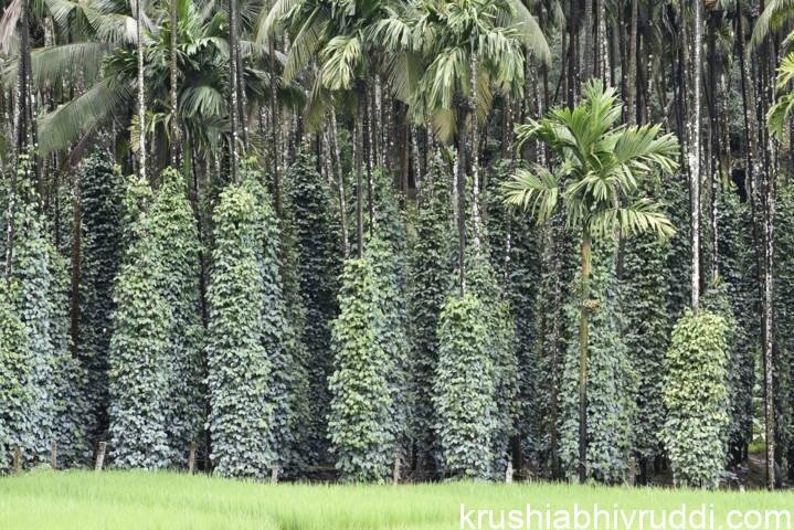 Mr.Sudhir balse's pepper plantation view
