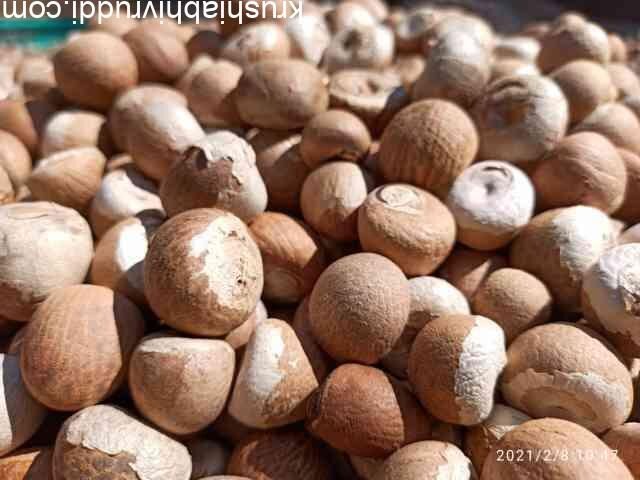 ಬಿಲಿ ಚಾಲಿ ಸುಪಾರಿ ಅಡಿಕೆ