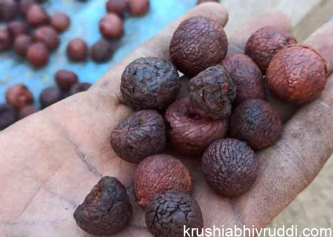 ಆಡಿಕೆ