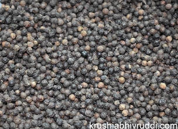 ಕರಿಮೆಣಸು ಜಂಪ್