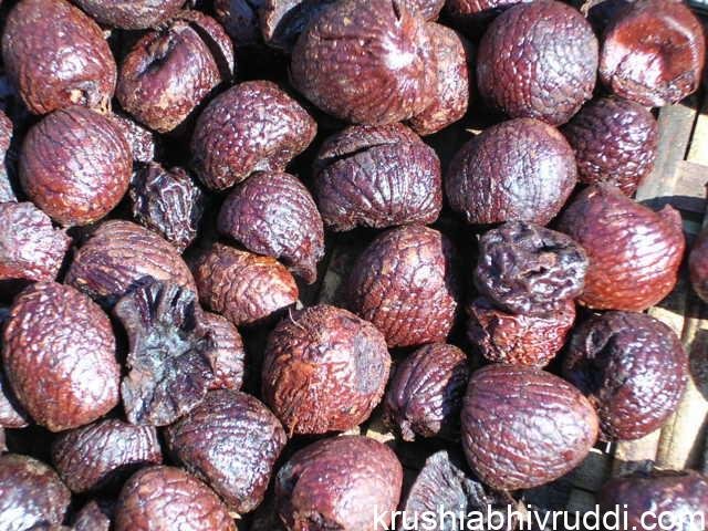 ಅಡಿಕೆ
