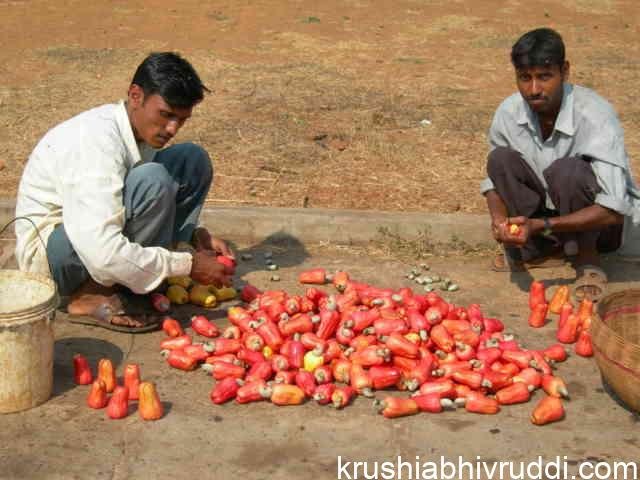 ಗೇರು ಹಣ್ಣುಗಳನ್ನು ಸ್ವಚ್ಚ ಮಾಡುತ್ತಿರುವುದು
