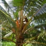 ತೆಂಗಿನ ಮರಗಳ ಶಿರ ಸ್ವಚ್ಚತೆ