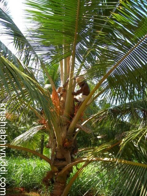 ತೆಂಗಿನ ಮರಗಳ ಶಿರ ಸ್ವಚ್ಚತೆ