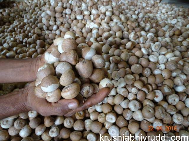 ಅಡಿಕೆ