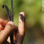 costliest spice Vanilla