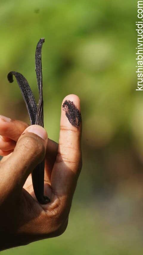 costliest spice Vanilla