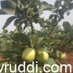 ಬೀದರ್ ನಲ್ಲೂ ಸೇಬು ಬೆಳೆಯುತ್ತದೆ