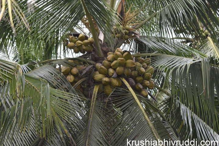 ಬೆಳೆ ಯೋಜನೆ ಇದ್ದರೆ ತೆಂಗಿನ ಬೆಳೆಯೂ ಲಾಭದಾಯಕ