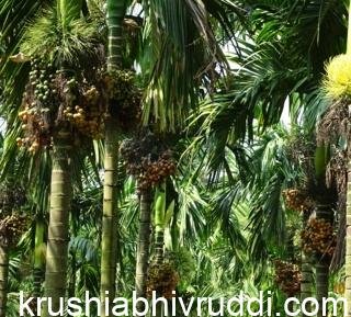 ಅಡಿಕೆ ತೋಟದಲ್ಲಿ ಇರಲೇಬೇಕಾದ ಮೂಲಭೂತ ಅವಶ್ಯಕತೆಗಳು