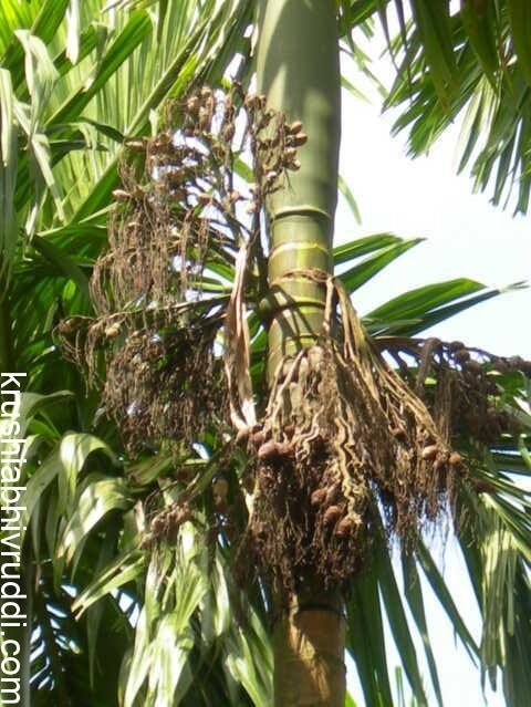 ಅಡಿಕೆ ಬೆಳೆಗಾರರನ್ನು ಬೆನ್ನತ್ತಿದೆ ಕೊಳೆರೋಗ