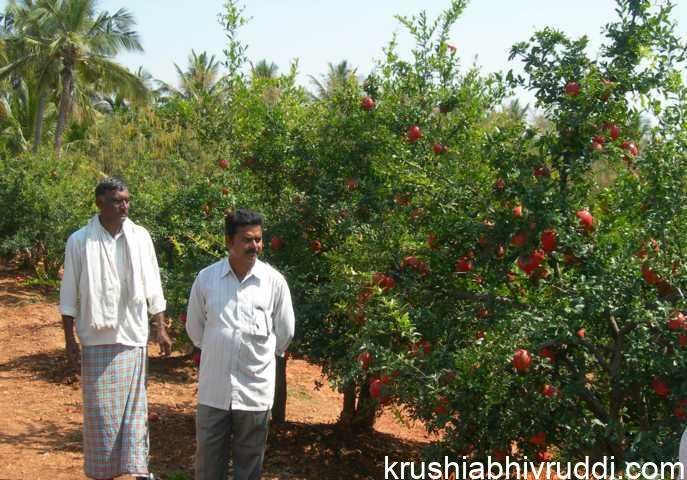 ರೈತರ ಆದಾಯ 60% ಹೆಚ್ಚಳವಾಗಿದೆ