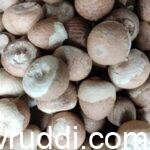 ಅಡಿಕೆಗೆ ದರ ಏರಿದೆ- ಇನ್ನೂ ಏರುತ್ತದೆ