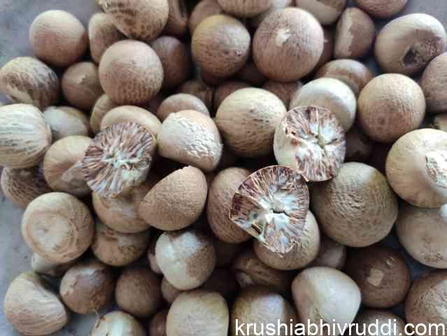 ಏರಿಕೆಯತ್ತ ಅಡಿಕೆ ದಾರಣೆ- ಸದ್ಯವೇ ಬೆಳೆಗಾರರ ನಿರೀಕ್ಷೆ