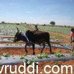 ರೈತರಿಗೆ ಕೇಂದ್ರ ಸರಕಾರ ಕೊಡುತ್ತಿದೆ 4500-00 ರೂ. ಬಡ್ಡಿ ರಿಯಾಯಿತಿ.