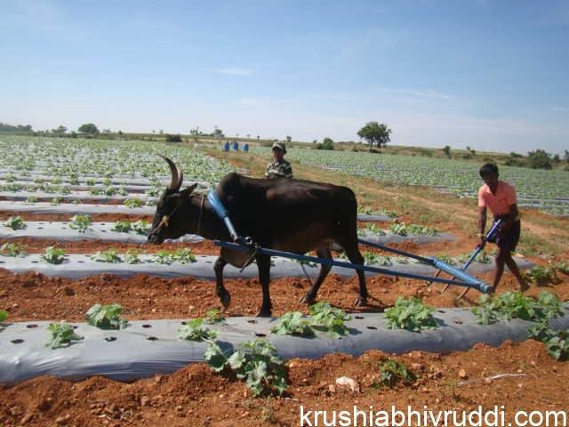 ರೈತರಿಗೆ ಕೇಂದ್ರ ಸರಕಾರ ಕೊಡುತ್ತಿದೆ 4500-00 ರೂ. ಬಡ್ಡಿ ರಿಯಾಯಿತಿ.