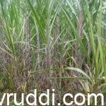 ಸಕ್ಕರೆ ಹೆಚ್ಚಾಗಿದೆ- ರೈತರು ಕಬ್ಬು ಬೆಳೆಯಬೇಡಿ