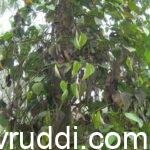 ಕರಿಮೆಣಸು ಬೆಳೆಗೆ ಭಾರೀ ರೋಗ- ತಕ್ಷಣದ ಪರಿಹಾರಗಳು
