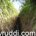 ಕಬ್ಬು ಬೆಳೆಗೆ ಸಾರಜನಕ ಪೋಷಕದ ಫಲ