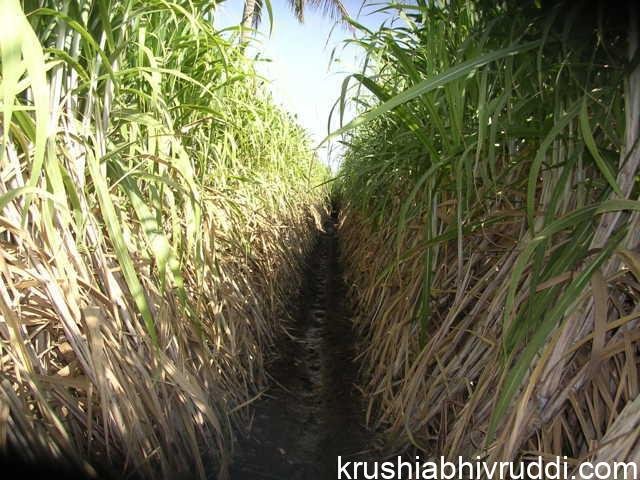 ಕಬ್ಬು ಬೆಳೆಗೆ ಸಾರಜನಕ ಪೋಷಕದ ಫಲ