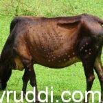 ಜಾನುವಾರುಗಳ ಚರ್ಮ ಗಂಟು ರೋಗ