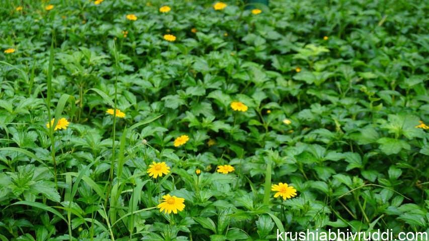 miracle weed Sphagneticola trilobata