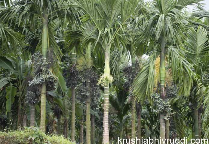 3 ವರ್ಷ ತುಂಬುತ್ತಿರುವ ಅಡಿಕೆ ಸಸಿ