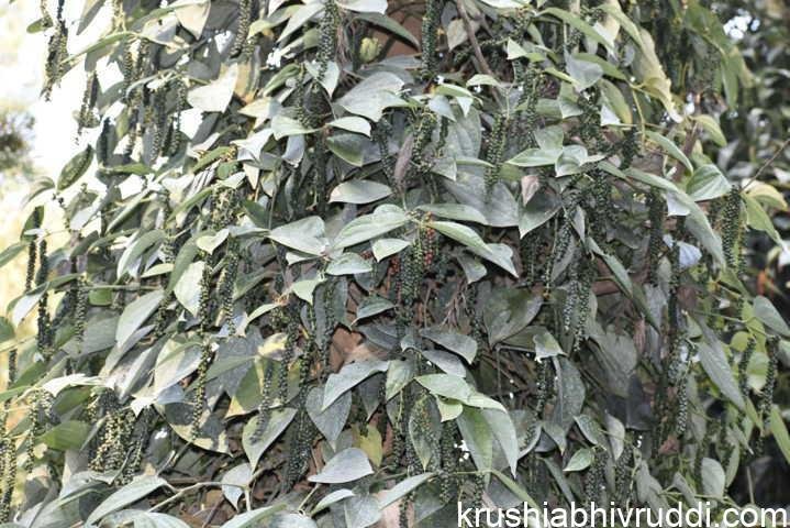 glory of our black pepper production