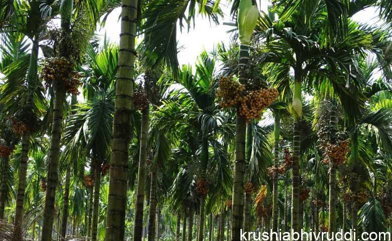 ಅಡಿಕೆ ಬೆಳೆಗೆ ಯಾವಾಗ ಸಮಯಕ್ಕೆ ಯಾವ ಗೊಬ್ಬರ