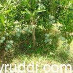 ಮಾವಿನ ಕಾಯಿಗೆ ಈಗ ರೂ. 125, ಕಾರಣ ಅಕಾಲಿಕ ಮಾವು