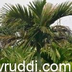 ಎಲೆ ಚುಕ್ಕೆ ಪೀಡಿತ ಅಡಿಕೆ ಮರ