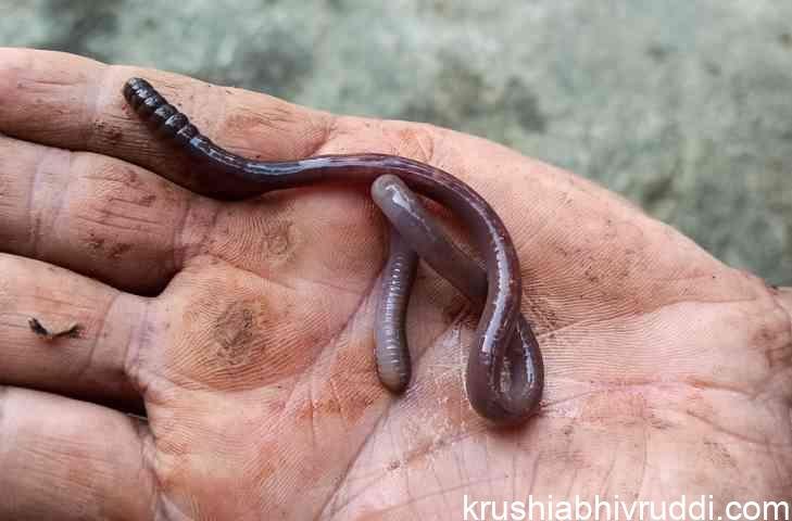 Earthworms how do they increase soil fertility